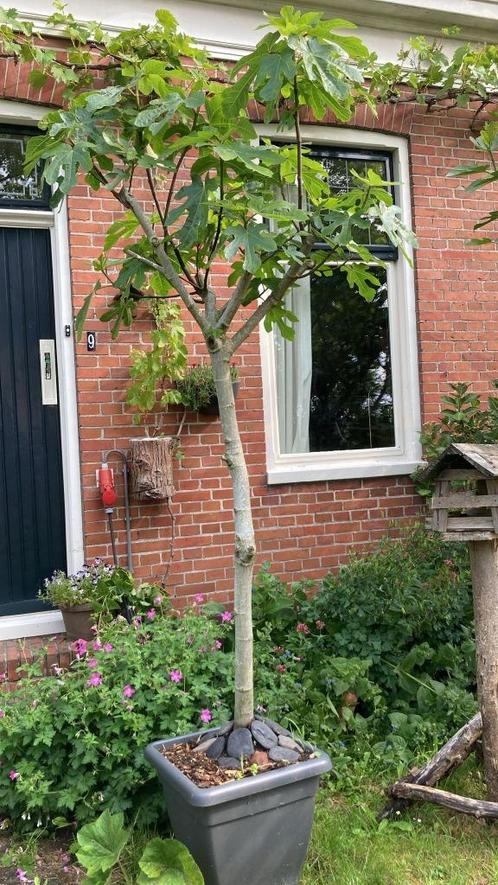 Vijgenboom 2,5 meter hoog! In pot., Huis en Inrichting, Kamerplanten, Overige soorten, 200 cm of meer, Volle zon, In pot, Ophalen