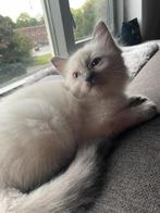 Ragdoll kittens 2 katers zoeken nog een goud mandje, Dieren en Toebehoren, Meerdere dieren, Ontwormd, 0 tot 2 jaar