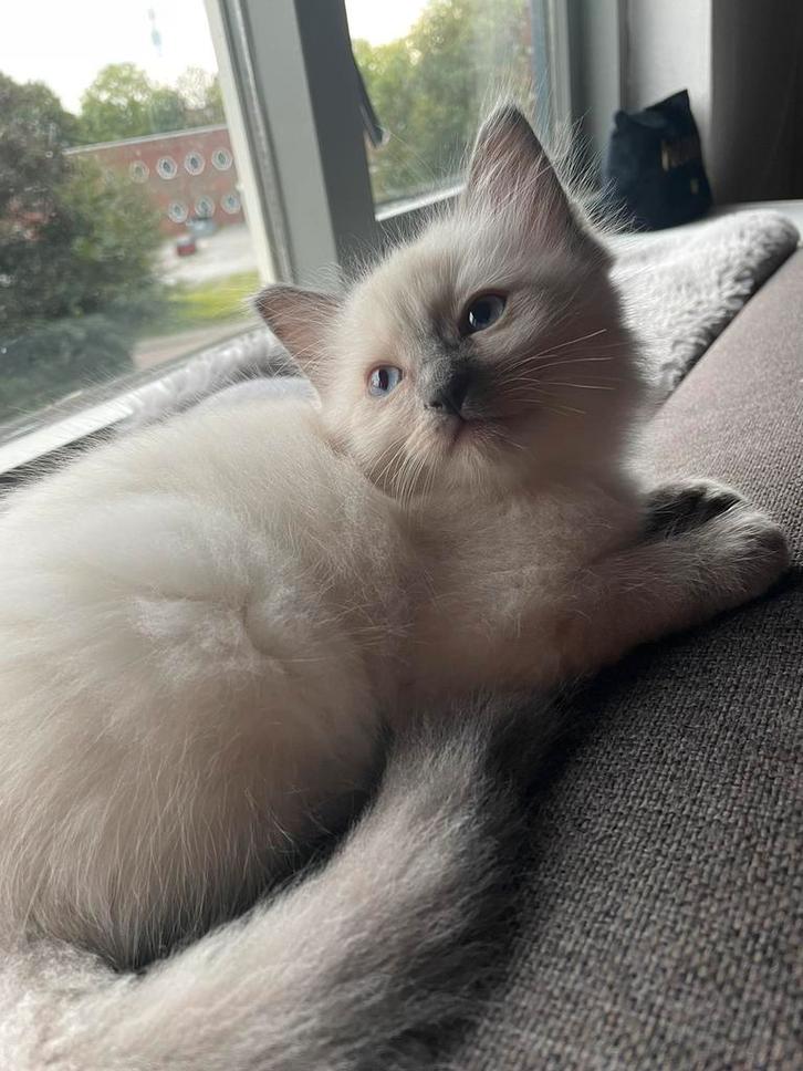 Ragdoll kittens 2 katers zoeken nog een goud mandje, Dieren en Toebehoren, Katten en Kittens | Raskatten | Langhaar, Meerdere dieren