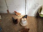 Araucana hennen, Vrouwelijk, Kip