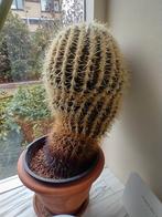 Cactus, Ophalen, Minder dan 100 cm, Volle zon, In pot