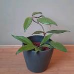 Hoya publicalyx 15cm, Huis en Inrichting, Kamerplanten, Ophalen, Overige soorten, Halfschaduw, In pot