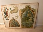 Vintage schoolposter, Antiek en Kunst, Antiek | Schoolplaten, Ophalen, Natuur en Biologie