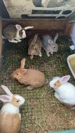 Hollander konijntjes €7,50 per stuk, Dieren en Toebehoren, Meerdere dieren
