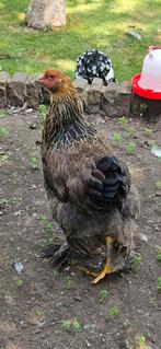Brahma (hen), Dieren en Toebehoren, Pluimvee, Meerdere dieren, Kip