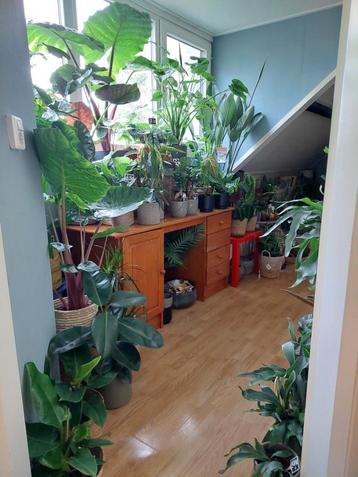 Verschillende kamerplanten - Strelitzia,Alocasia,Palm,Cactus beschikbaar voor biedingen