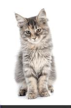 Gezocht! Lichtgrijze Main coon kitten, Kater