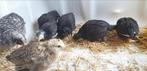 7 kuikens 6 april, diverse soorten ongesekst per stuk €12,5, Geslacht onbekend, Kip