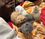 Kittens, Dieren en Toebehoren, Meerdere dieren