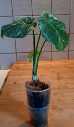 Monstera Thai Constalation Special Mutation, Ophalen of Verzenden, Halfschaduw, Minder dan 100 cm