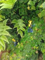 Dendrobates braziliaan , volwassen mannen., Dieren en Toebehoren, Amfibie, 0 tot 2 jaar