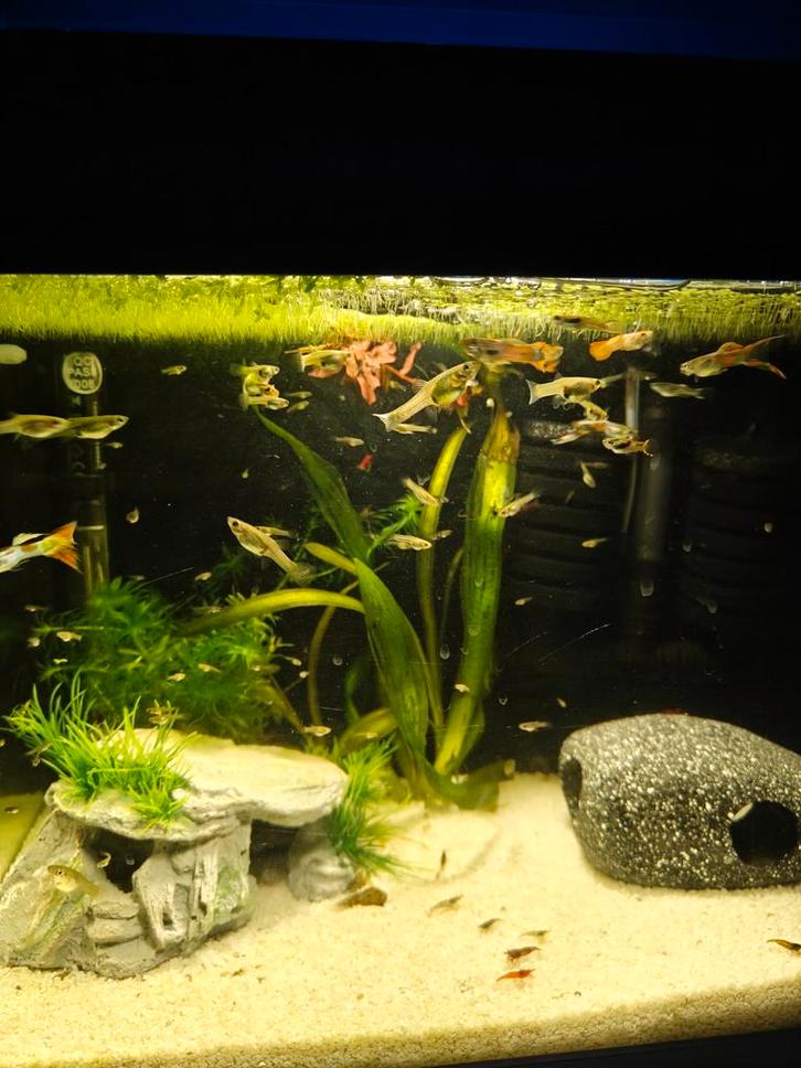 Baby endler guppen, Dieren en Toebehoren, Vissen | Aquariumvissen, Zoetwatervis, Vis, Schoolvis