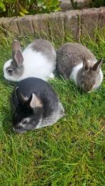 Jonge konijntjes, Dieren en Toebehoren, Konijnen, Mannelijk, Dwerg, 0 tot 2 jaar