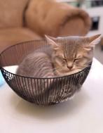 Britse korthaar kittens, Kortharig, 0 tot 2 jaar