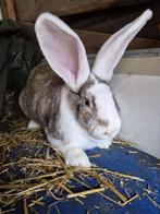 Vlaamse reus, Dieren en Toebehoren, Konijnen, Vrouwelijk, Groot, 0 tot 2 jaar