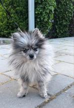Pomeriaan Puppy Reu Merle, Particulier, Rabiës (hondsdolheid), 8 tot 15 weken, Buitenland