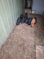 Micro/mini varkens, Dieren en Toebehoren