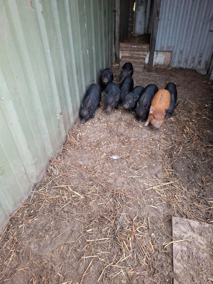 Micro/mini varkens, Dieren en Toebehoren, Schapen, Geiten en Varkens