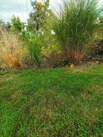 3 verschillende sierplanten zie foto, Tuin en Terras, Gras en Kunstgras, Ophalen, Zo goed als nieuw