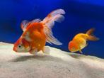 Volwassen Ryukin en buffelrug sluierstaart (aquarium), Dieren en Toebehoren, Vissen | Aquariumvissen, Vis, Zoetwatervis