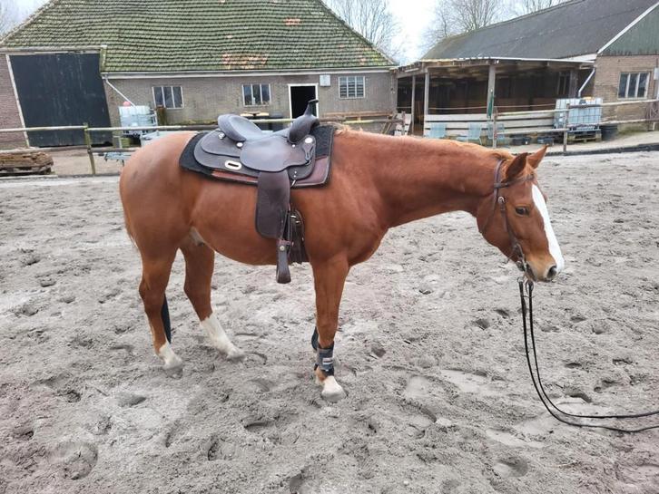 Quarter horse  quarter paard quarterpaard, Dieren en Toebehoren, Paarden, Ruin, 3 tot 6 jaar, Recreatiepaard