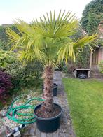 Mooie palmboomTrachycarpus Fortunei, palm, winterhard, Tuin en Terras, Planten | Bomen, 100 tot 250 cm, Palmboom, Ophalen, Volle zon