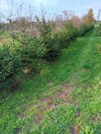 kerstbomen, Tuin en Terras, Overige soorten, 100 tot 250 cm, Zomer, Ophalen