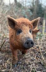 Mangalitza dekbeer gezocht, Mannelijk, Geit