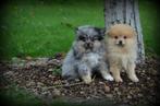 Pomeriaan - Keeshond pups, Dieren en Toebehoren, Honden | Poolhonden, Keeshonden en Oertypen, België, 8 tot 15 weken, Meerdere
