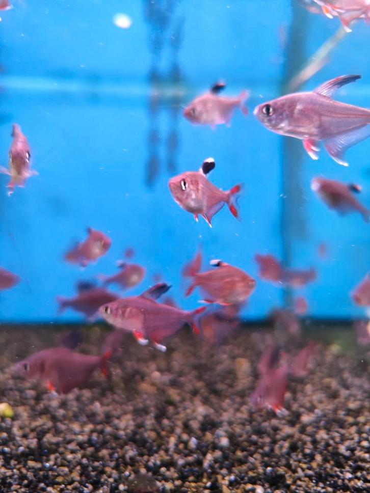 Roze tetra 2,50 pst desgewenst bezorgd aan huis, Dieren en Toebehoren, Vissen | Aquariumvissen, Zoetwatervis, Vis, Schoolvis