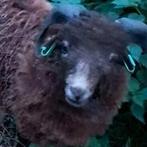 Quessant ramlam van april 2025, Dieren en Toebehoren, Schapen, Geiten en Varkens, Mannelijk, Schaap, 0 tot 2 jaar