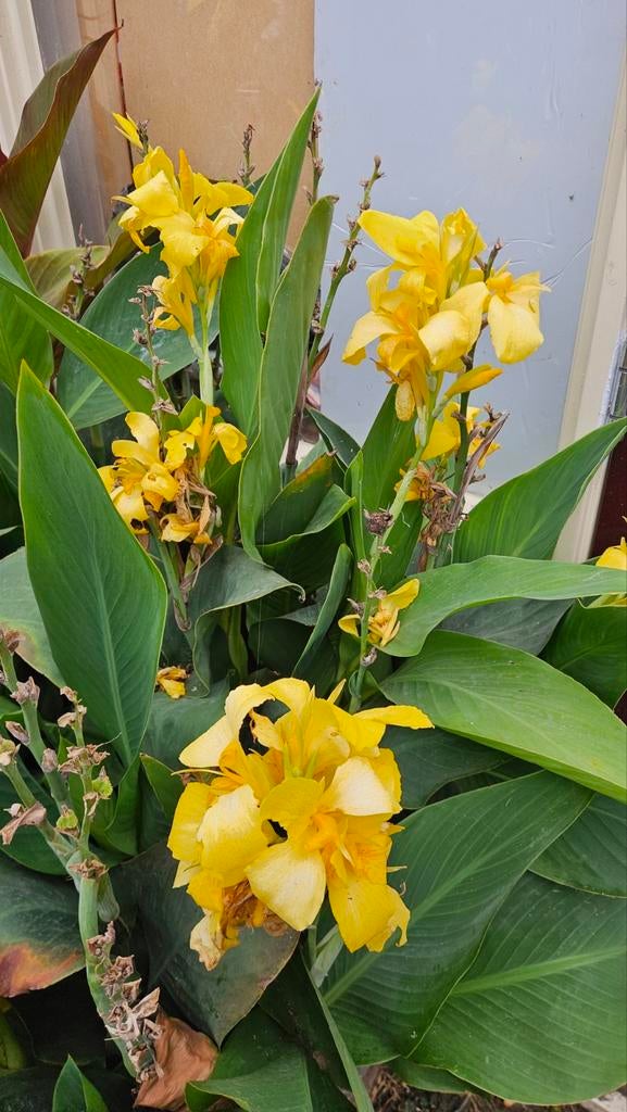 Canna zaden, Ophalen of Verzenden, Volle zon