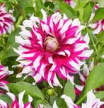 Dahlia knollen Radegast, €3,50 per stuk., Ophalen of Verzenden