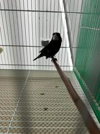 Twatwa repman, Mannelijk, Wildzangvogel, Tam