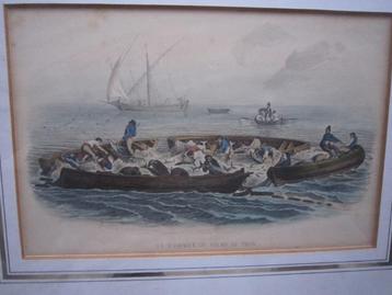 2 Kleurengravures v/h Vissen op tonijn  beschikbaar voor biedingen