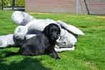 Flatcoated Retrieverpups met stamboom, Dieren en Toebehoren, Honden | Retrievers, Spaniëls en Waterhonden, Nederland, Overige rassen