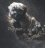 Knap yorkshire terrier x York- shih tzu pupje 3x geënt, Dieren en Toebehoren, 8 tot 15 weken, CDV (hondenziekte), Meerdere, Nederland