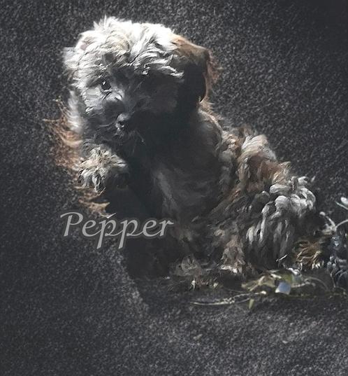 Knap yorkshire terrier x York- shih tzu pupje 3x geënt, Dieren en Toebehoren, Honden | Chihuahua's en Gezelschapshonden, Reu, Overige rassen