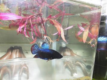 Vechtvis Beta Splendens Plakaat beschikbaar voor biedingen