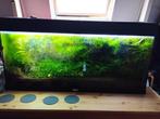 Juwel aquarium Rio 180 (100x40x50)cm, Ophalen, Gebruikt, Gevuld zoetwateraquarium