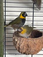 Koppeltje Cuba vinkjes vrouwtje 2025 mannetje 2024, Dieren en Toebehoren, Vogels | Overige Vogels, Meerdere dieren