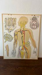 Pl.10. Anatomie, Antiek en Kunst, Antiek | Schoolplaten, Ophalen, Natuur en Biologie