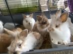 Jonge leeuwenkop konijntjes, Dieren en Toebehoren, Meerdere dieren, Klein, 0 tot 2 jaar