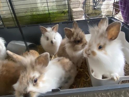 Jonge leeuwenkop konijntjes, Dieren en Toebehoren, Konijnen, Klein, Meerdere dieren, 0 tot 2 jaar
