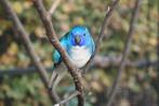 Parkiet Splendid wildkleur & blauw witborst man 2025, Dieren en Toebehoren, Meerdere dieren, Parkiet, Geringd