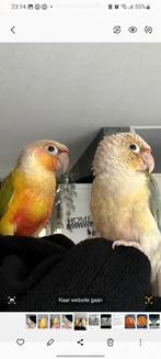 Vogels, Dieren en Toebehoren, Vogels | Parkieten en Papegaaien, Meerdere dieren, Parkiet