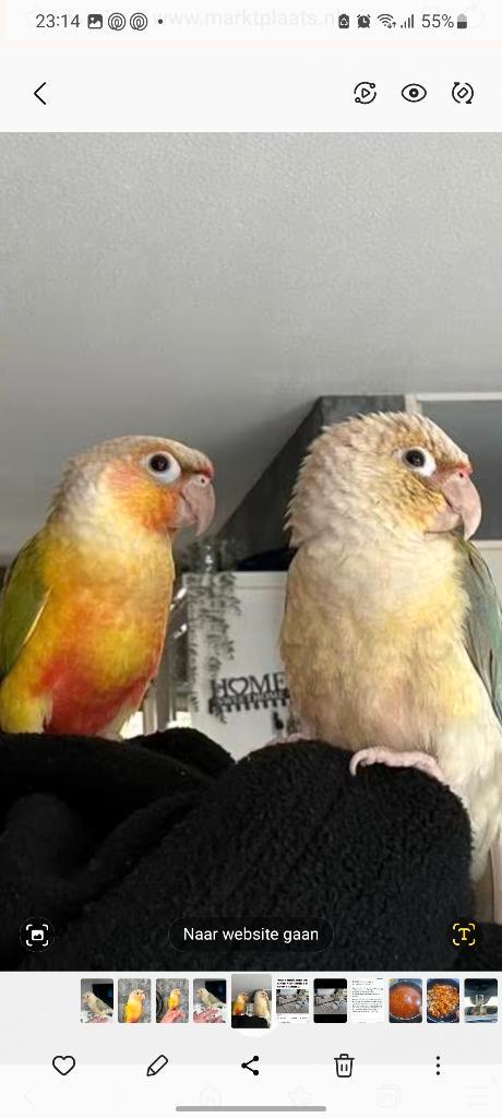 Vogels, Dieren en Toebehoren, Vogels | Parkieten en Papegaaien, Parkiet, Meerdere dieren