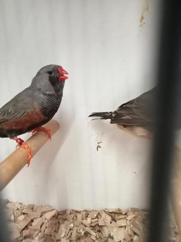 Mooi koppel split charcoal zebravinken  beschikbaar voor biedingen