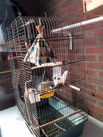 Vogelkooi binnen met accessoires, Dieren en Toebehoren, Vogels | Hokken en Kooien, Ophalen, Gebruikt, Metaal, Vogelkooi