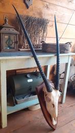 geweien gewei hoorns schedel, Verzamelen, Ophalen of Verzenden, Zo goed als nieuw, Overige soorten, Schedel